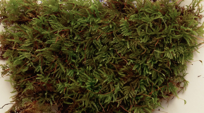 Eurhynchiastrum pulchellum